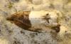 Notocelia roborana